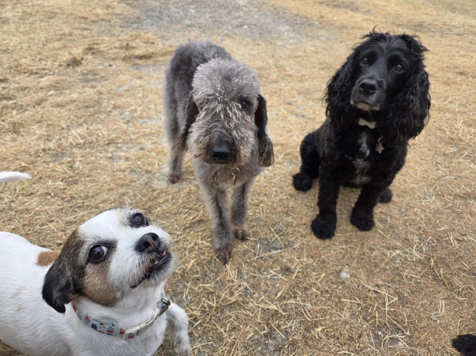 Home Happy dogs at park pals dog walker Sheffield Dore